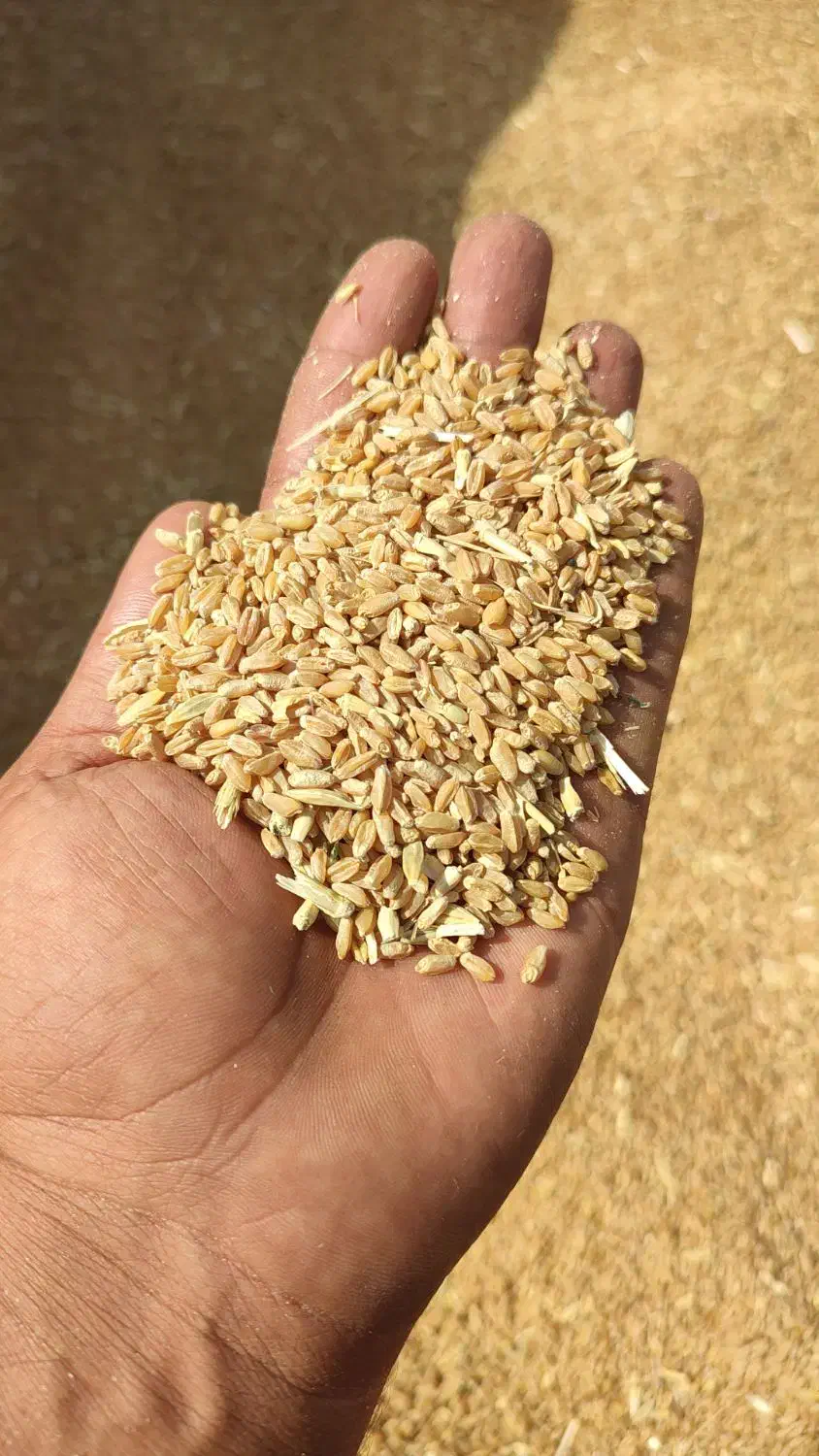 فروش بذر اصلاح شده گندم قابوس(دیم)|خدمات باغبانی و درختکاری|نورآباد ممسنی, |دیوار