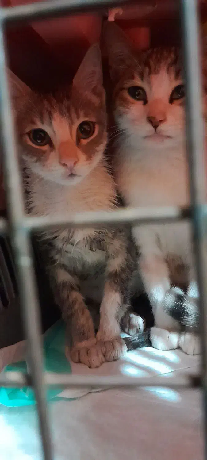 واگذاری بچه گربه ۳ ماهه نر|گربه|رشت, تازه آباد|دیوار