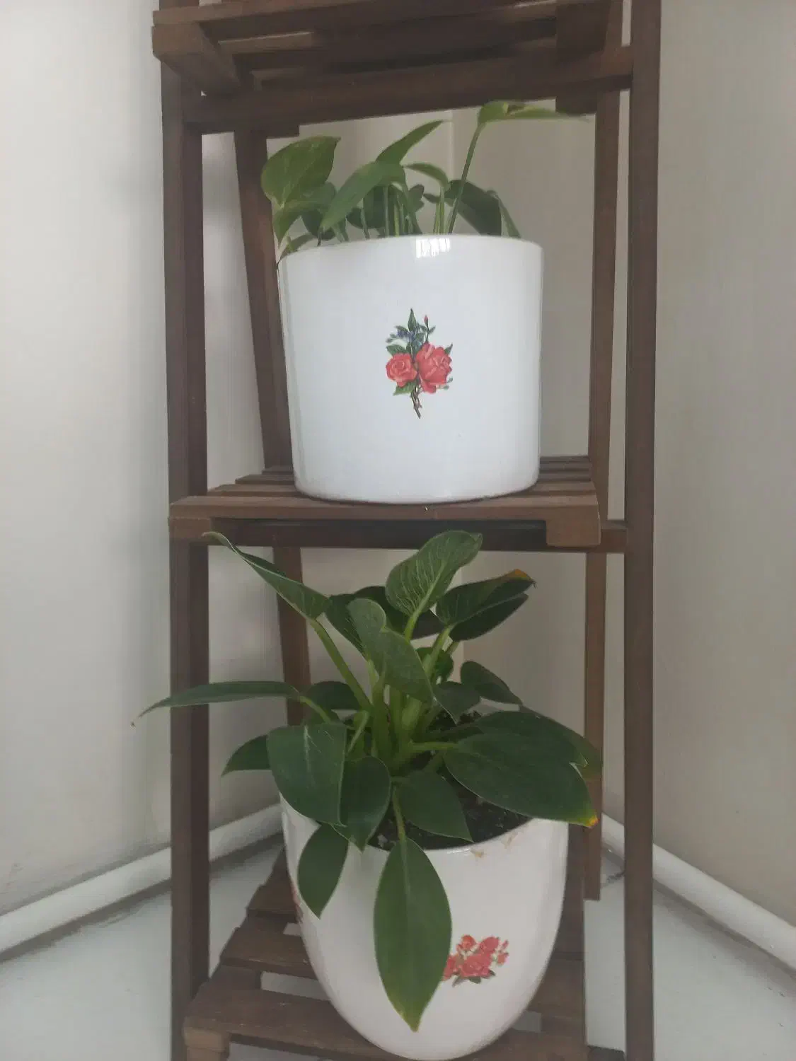 چهارعددگل وگلدون طبیعی بااستند|گل و گیاه طبیعی|تهران, خلیج فارس|دیوار