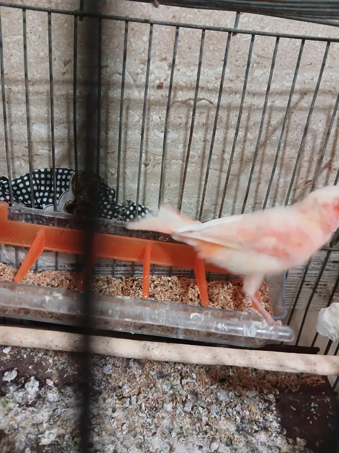 قناری ماده عالی فروشی1900|پرنده|نهبندان, |دیوار