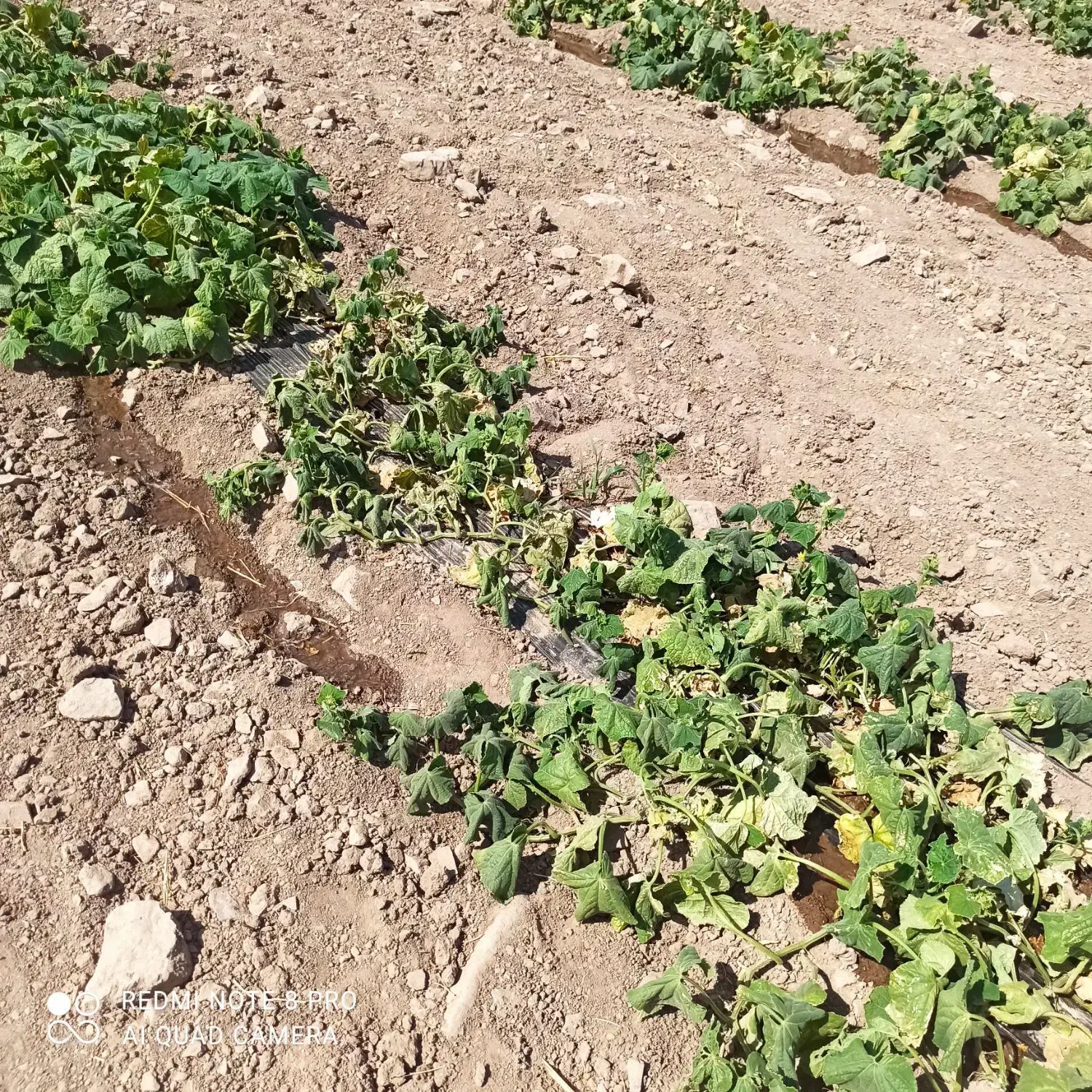۱۲۰۰ متر زمین در میرآباد بالا خیابان تختی|فروش زمین و ملک کلنگی|نیشابور, مازول|دیوار
