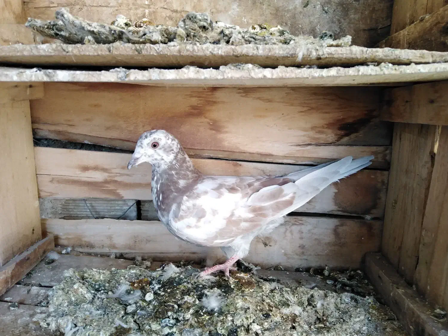 کفتر کبوتر|پرنده|قوچان, |دیوار