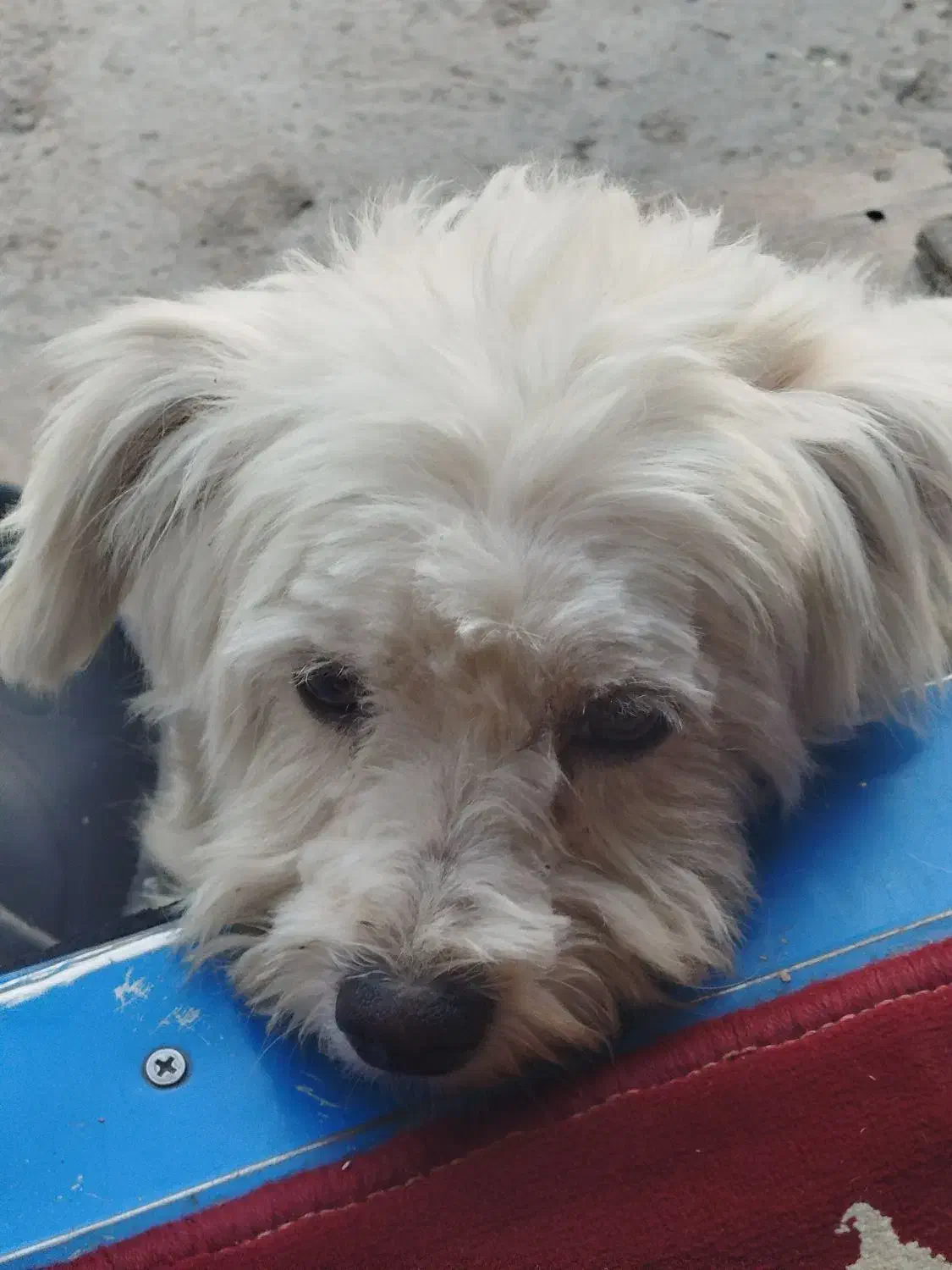 سگ گم شده دزدیدنش از جلوی در|حیوانات|باغستان, |دیوار