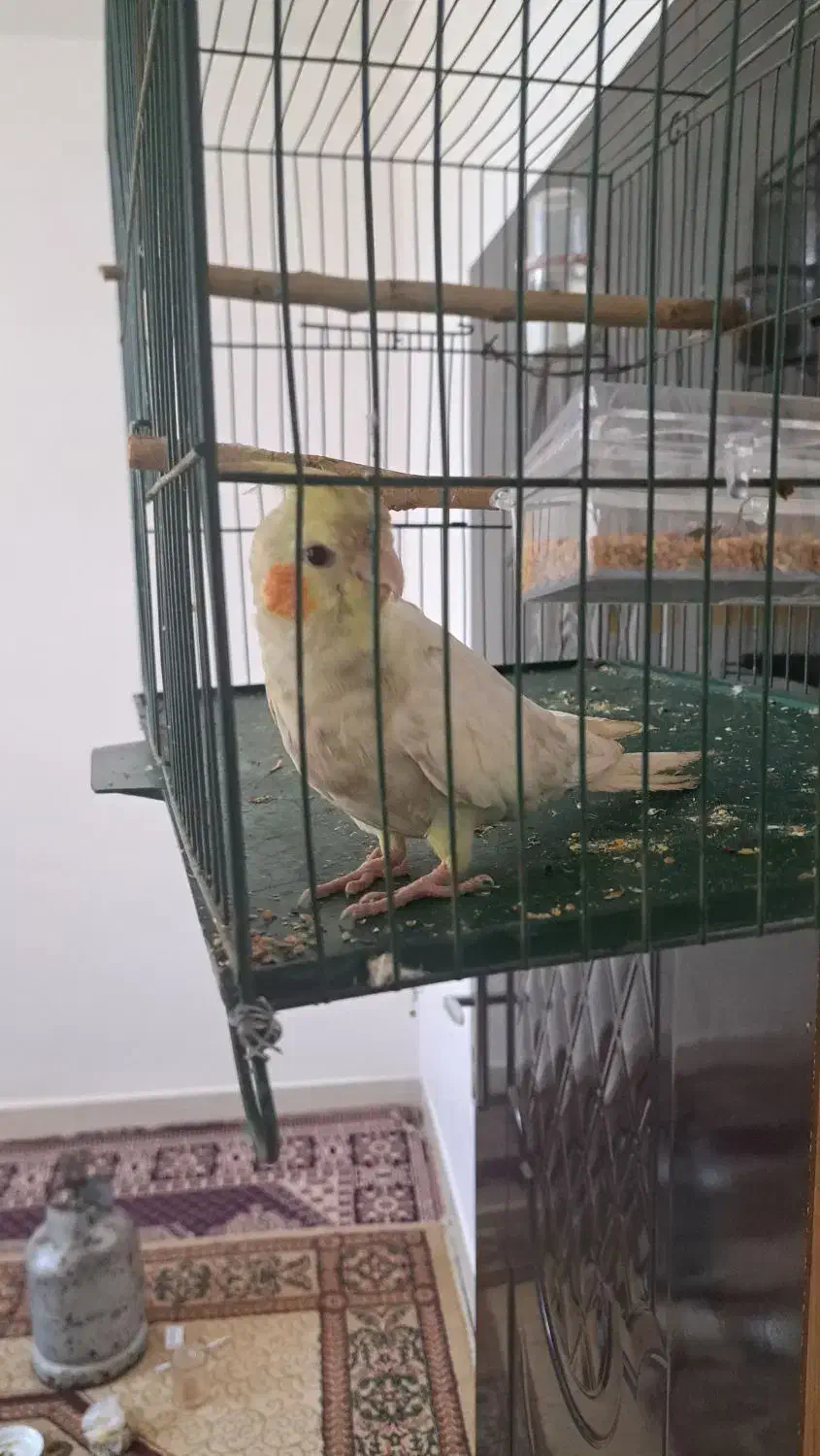 عروس هلندی|پرنده|اندیمشک, |دیوار