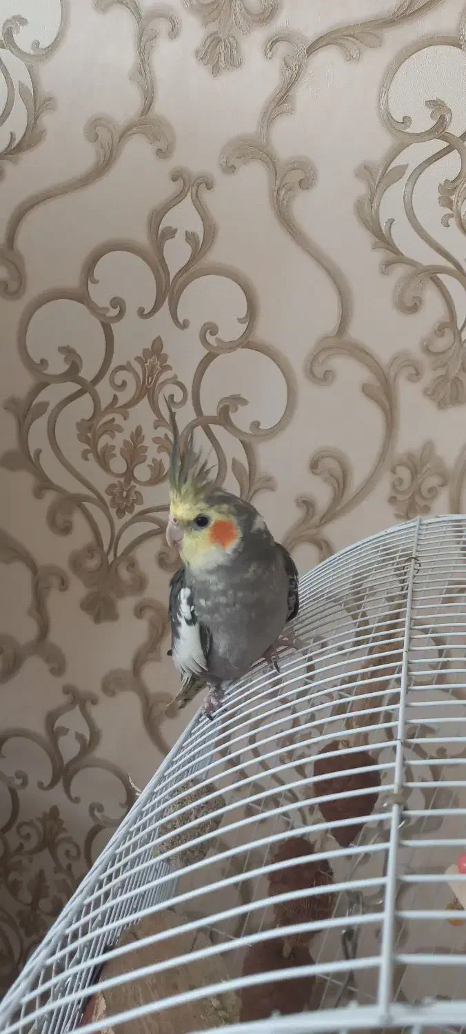 عروس هلندی دستی و رام بازیگوش|پرنده|اردبیل, |دیوار