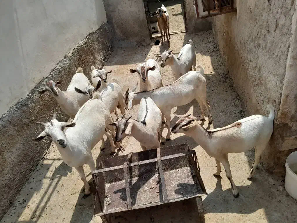 بز نر وماده سومال|حیوانات مزرعه|بندرعباس, |دیوار