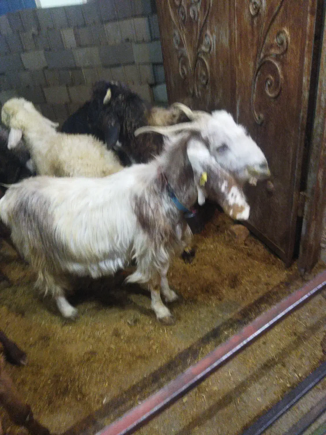 فروش بز داشتی|حیوانات مزرعه|شیراز, گویم|دیوار