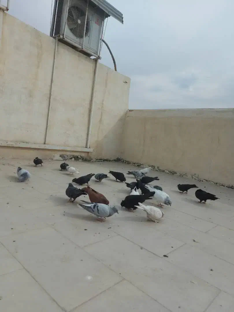 کبوتر|پرنده|قزوین, |دیوار