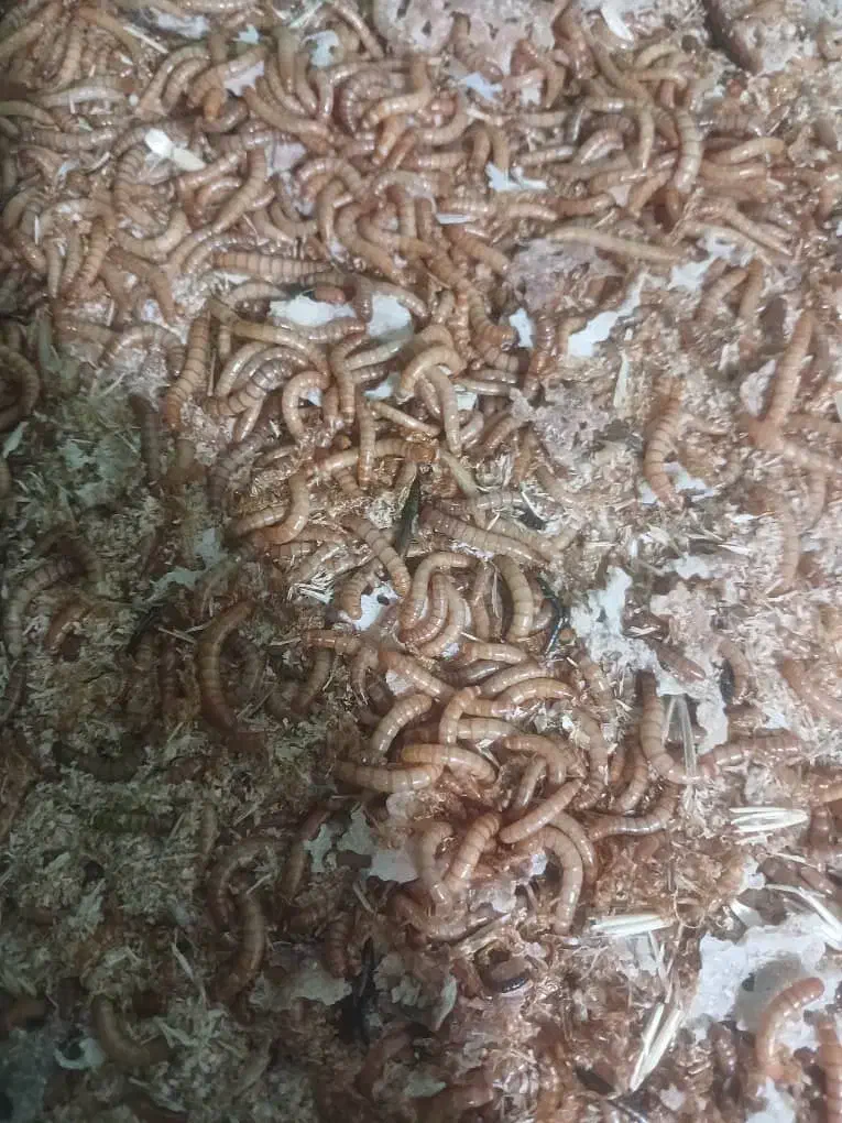 کرم میلورم|خزنده|کرمان, |دیوار