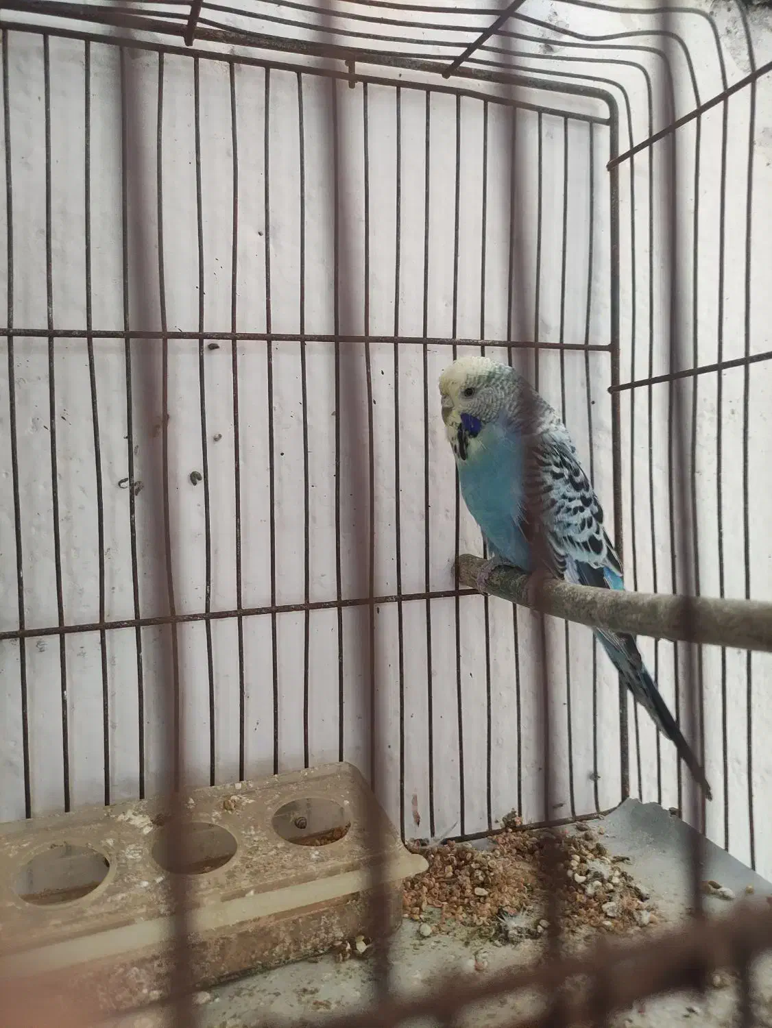 معاوضه مرغ عشق انگلیسی ماده با رنگ دیگه|پرنده|سرخرود, |دیوار