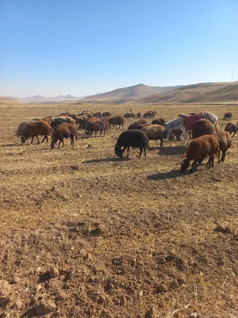 نعمت|حیوانات مزرعه|چنارود, |دیوار