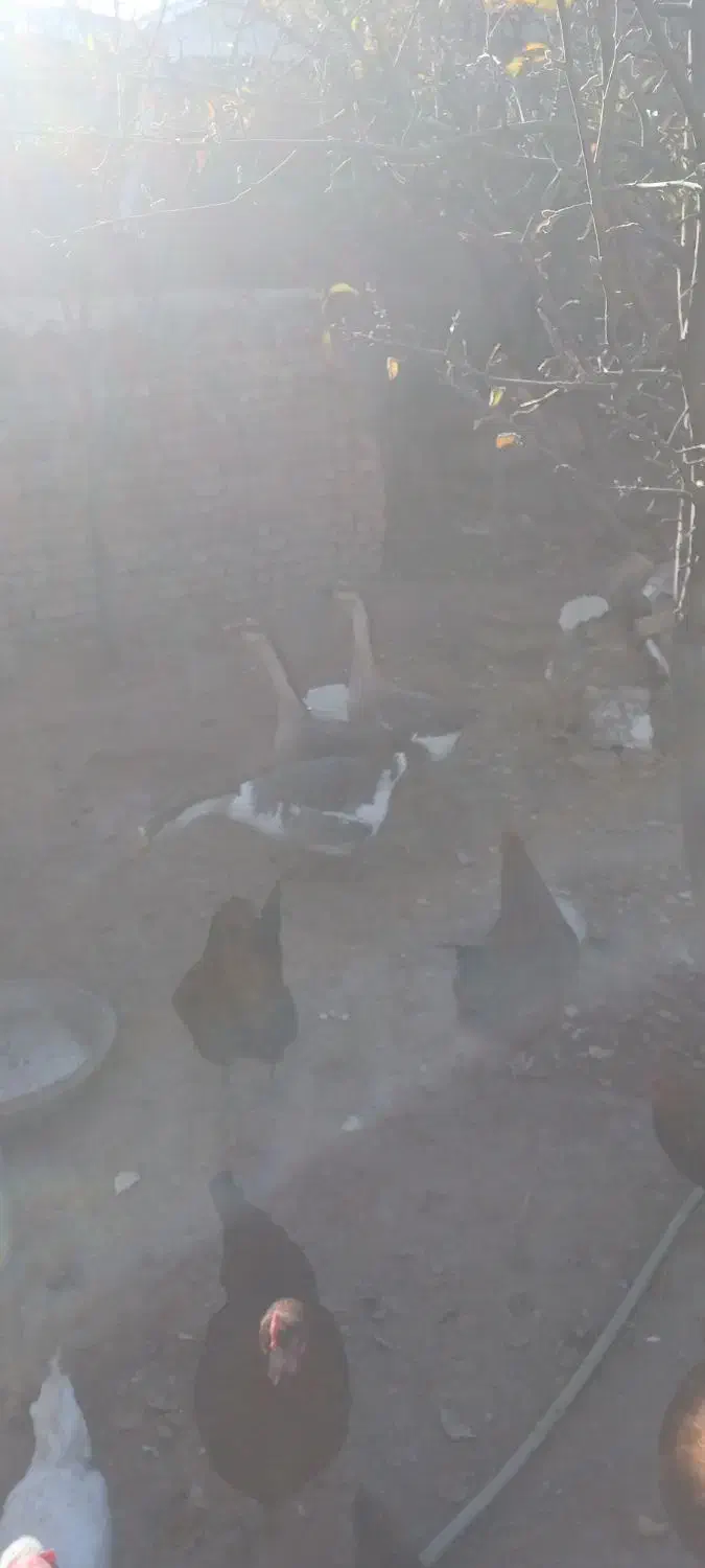 ۳ تا قوغاز ماده|حیوانات مزرعه|اردبیل, |دیوار