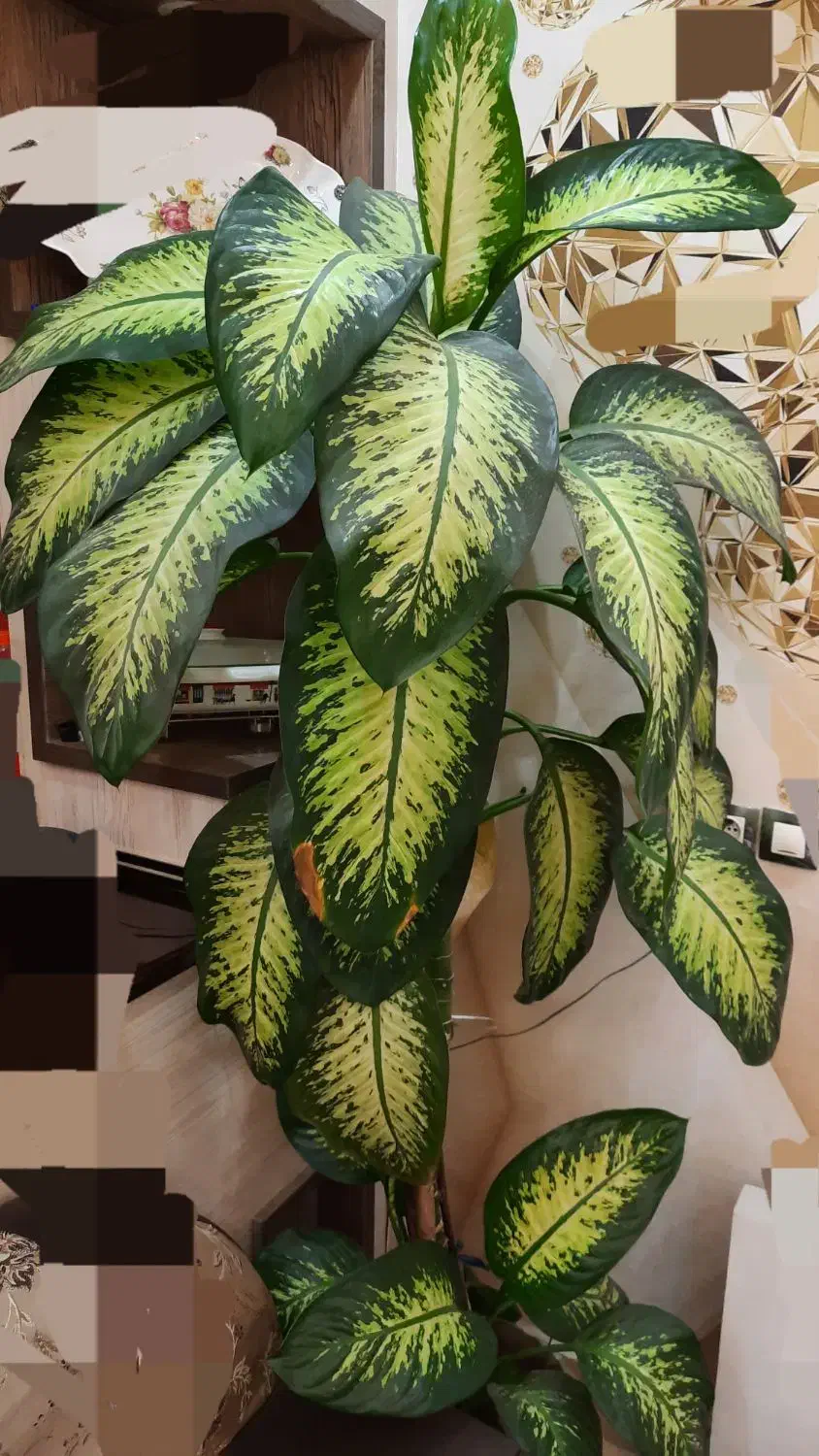 دیفن باخیا ( ۲متری)|گل و گیاه طبیعی|مراغه, |دیوار