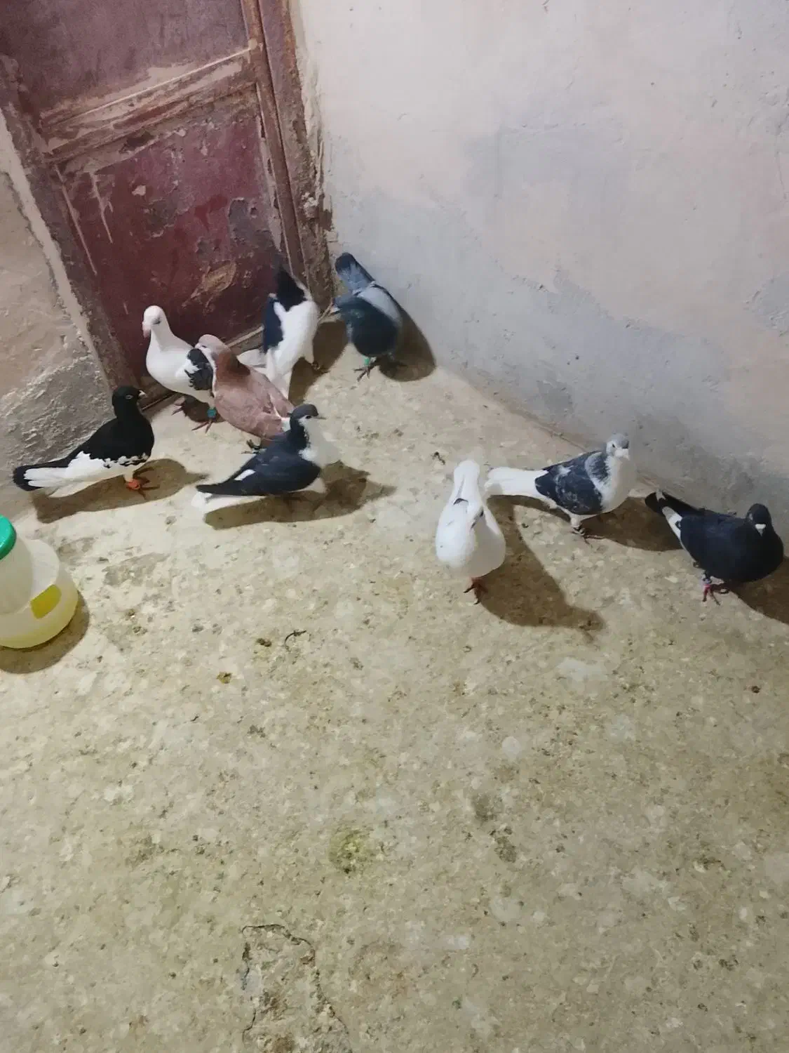 8تاپرشی|پرنده|شیروان (خراسان), |دیوار