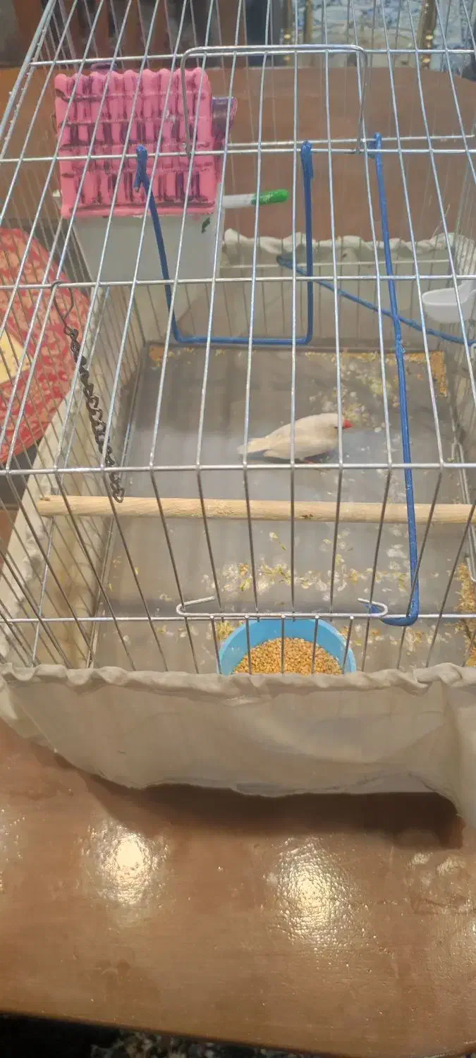 فنچ باقفس   فقط باقفس فروخته میشود|پرنده|شیراز, فرهنگ شهر|دیوار