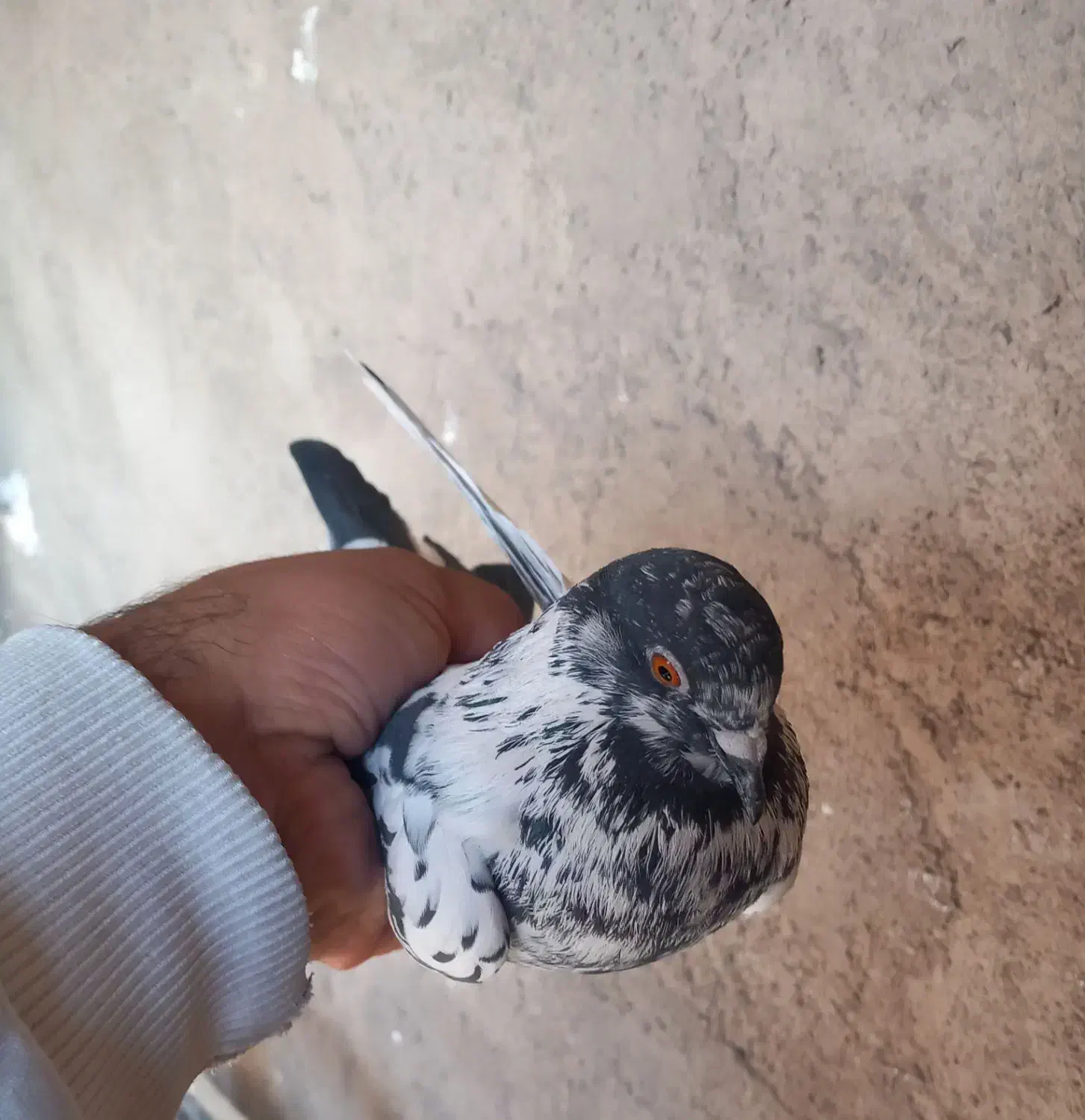 کفتر پرشی ماده|پرنده|خاوران, |دیوار