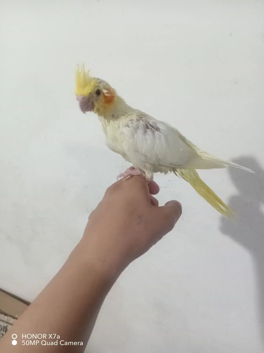 جوجه عروس هلندی دانه خور|پرنده|مشهد, انصار|دیوار