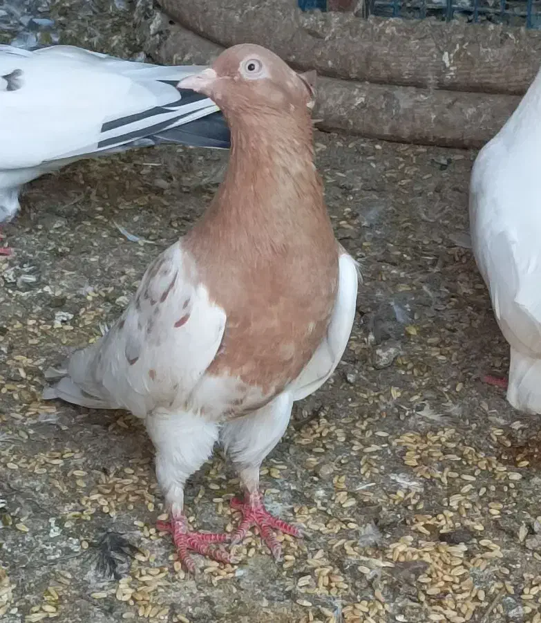 زاغ شاه بال سفید/کله زرد|پرنده|بندرعباس, |دیوار