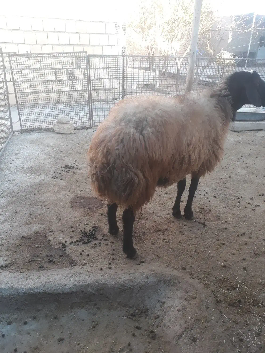 قوچ شال|حیوانات مزرعه|شراء, |دیوار