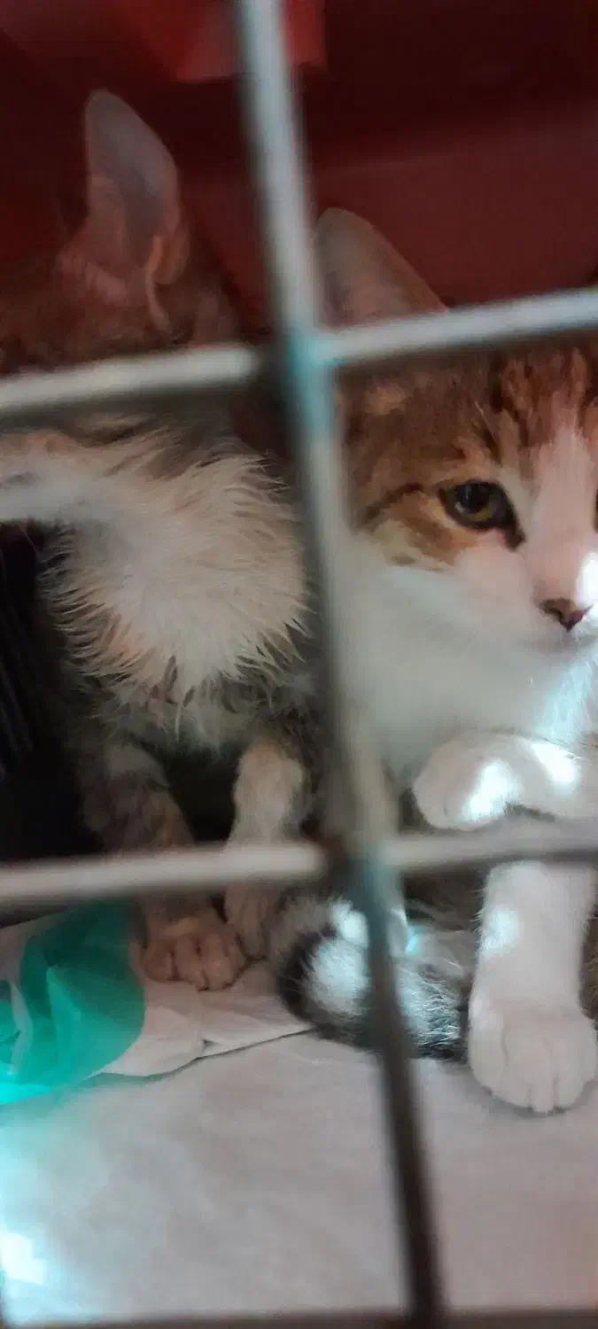 واگذاری بچه گربه ۳ ماهه نر|گربه|رشت, تازه آباد|دیوار