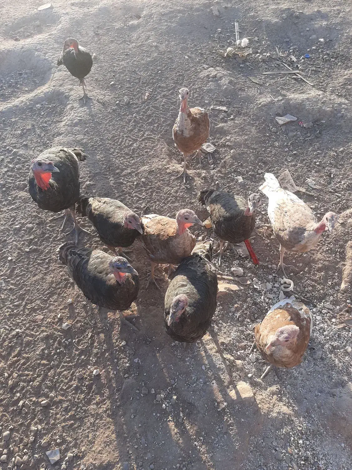 مرغ رسمی تخم گذار|حیوانات مزرعه|قرچک, شهرک صنعتی کارا|دیوار