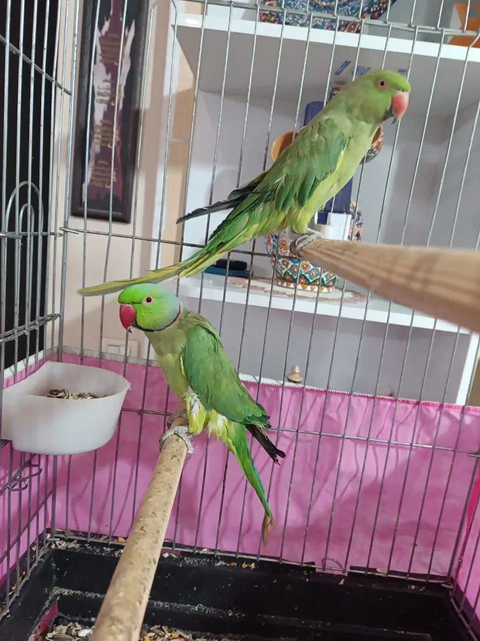 یک جفت طوطی ملنگو نر ماده|پرنده|مشکیندشت, |دیوار