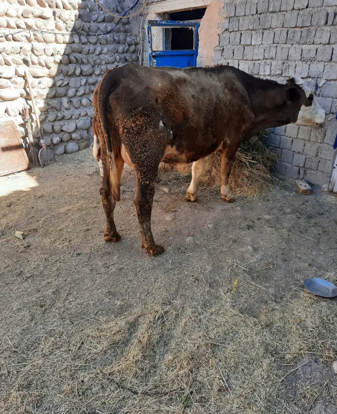 گاو شیری با گوساله|حیوانات مزرعه|میانه, |دیوار