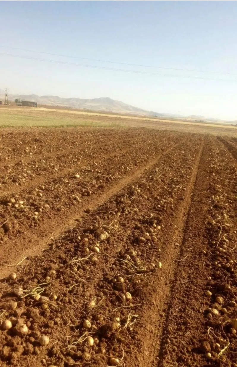 سرکارگری|خدمات باغبانی و درختکاری|کرمانشاه, |دیوار