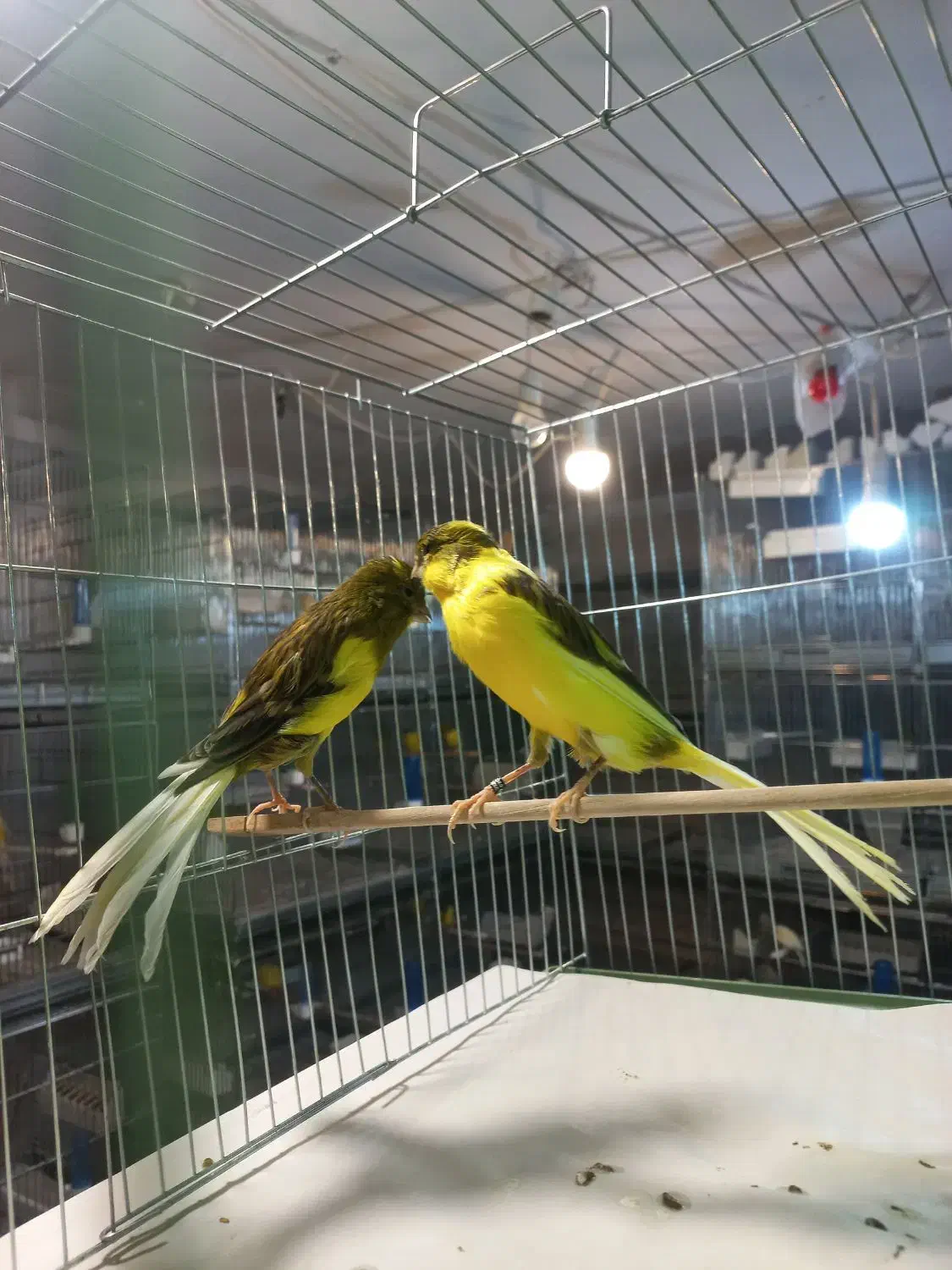 قناری‌ رسمی‌ بلند|پرنده|تهران, دولاب|دیوار