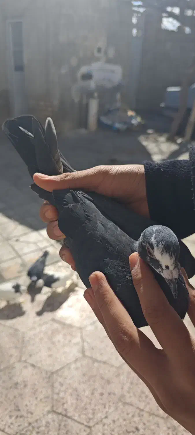 کبوتر ۲۰۰تومن|حیوانات|یزد, |دیوار