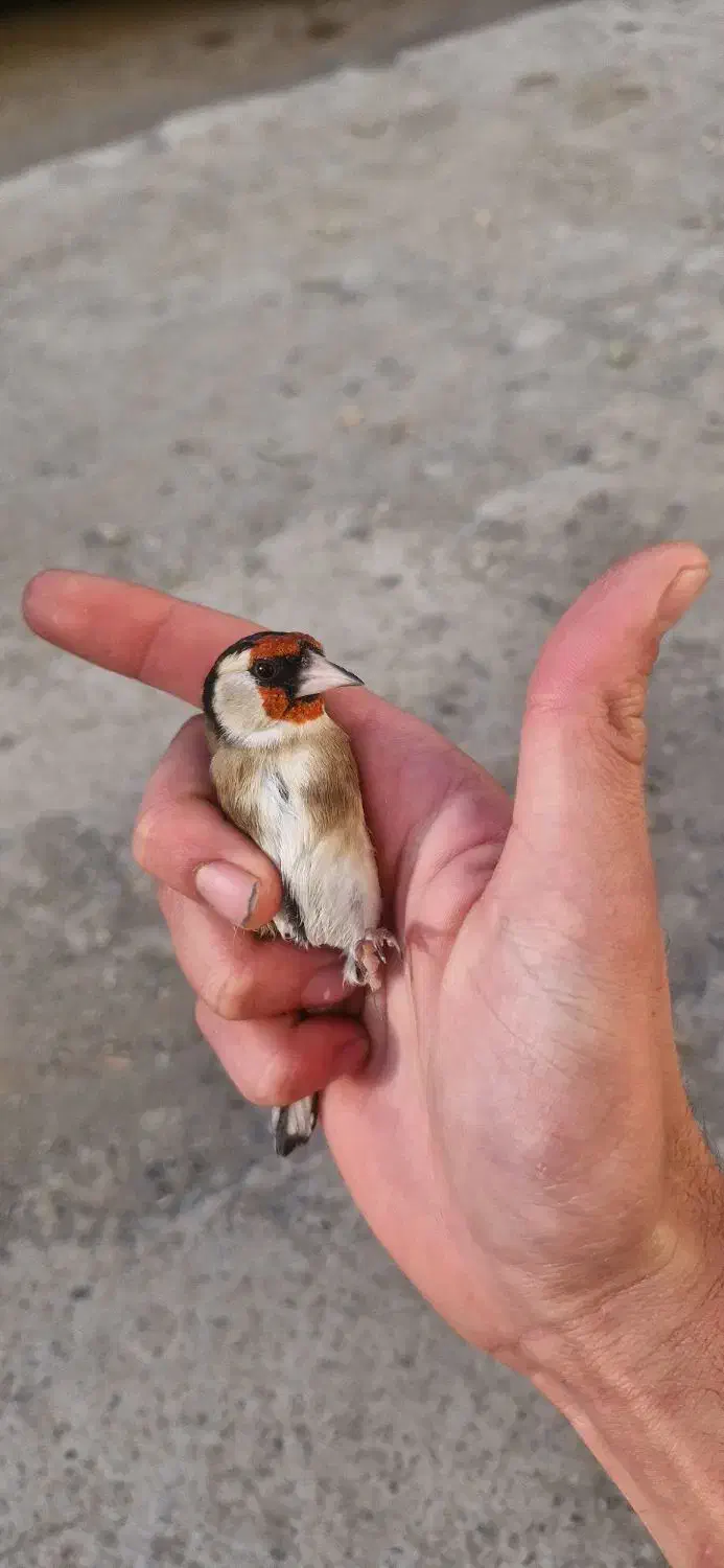 فروش دوعدد جوجه سهره نر صد درصد تازه صاف|پرنده|کرمانشاه, |دیوار