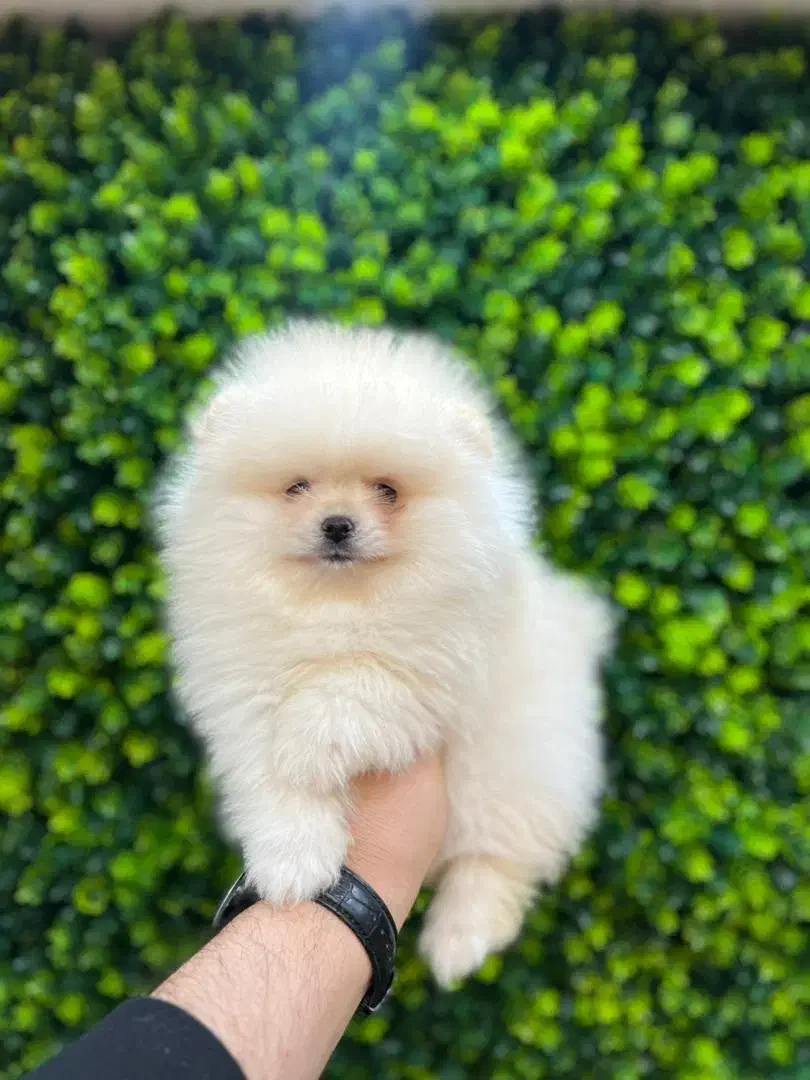 پامرانین سفید|سگ|رشت, لاکانی|دیوار