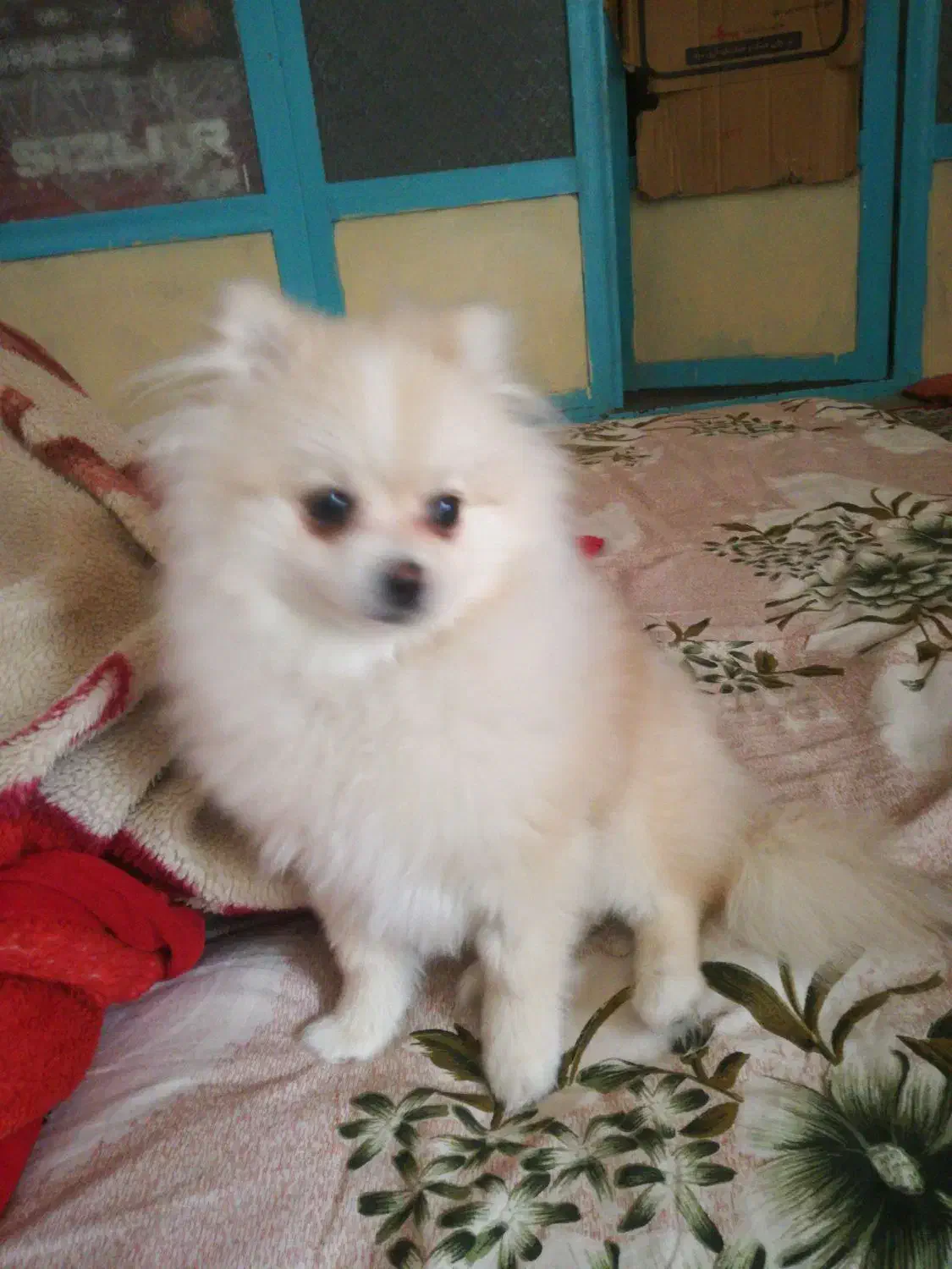 پامر روباهی 6 ماهه|سگ|دهاقان, |دیوار