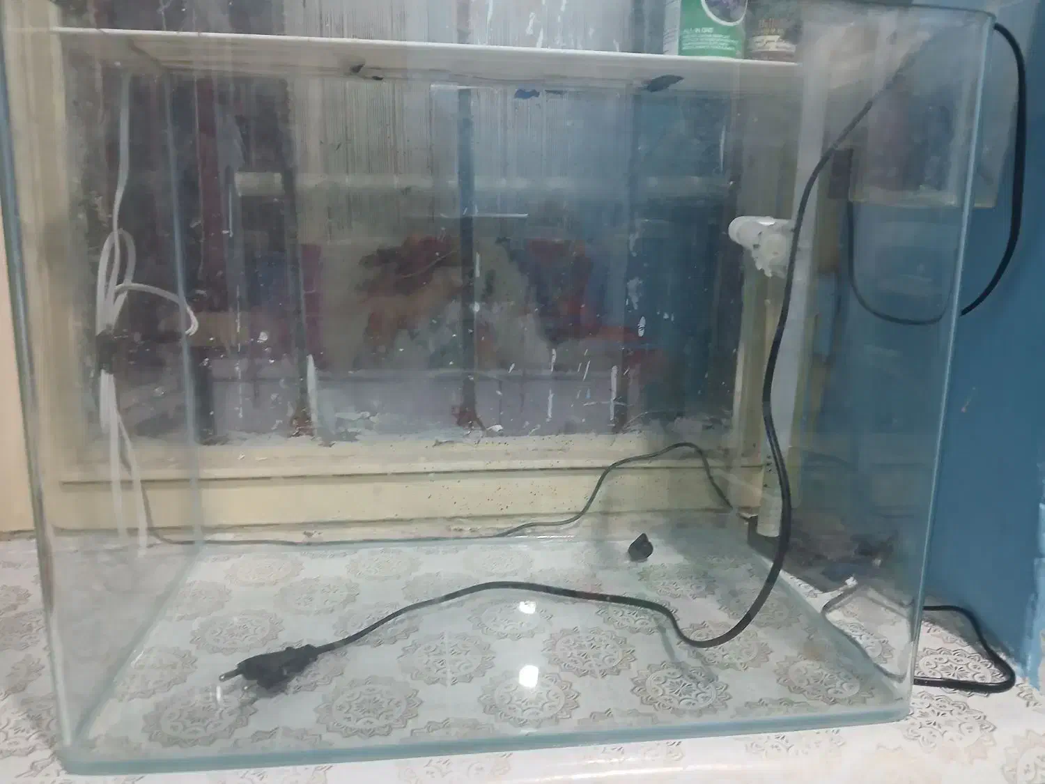 توافقی|ماهی|بندرعباس, |دیوار