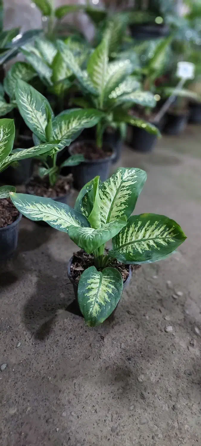 گل های آپارتمانی|گل و گیاه طبیعی|ساوه, |دیوار