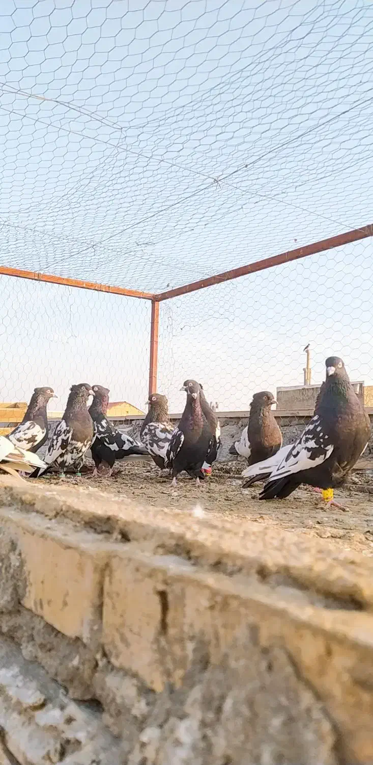 کبوتر سینه سیاه(سینه زرد)|پرنده|لنجان, |دیوار