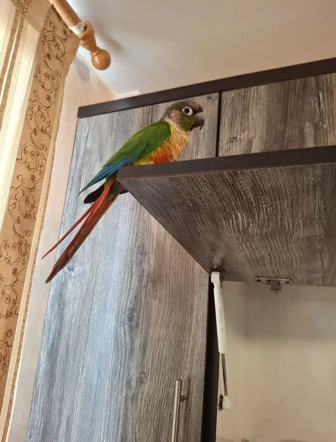 گرینچیک سخنگو رام رام|پرنده|زنجان, |دیوار