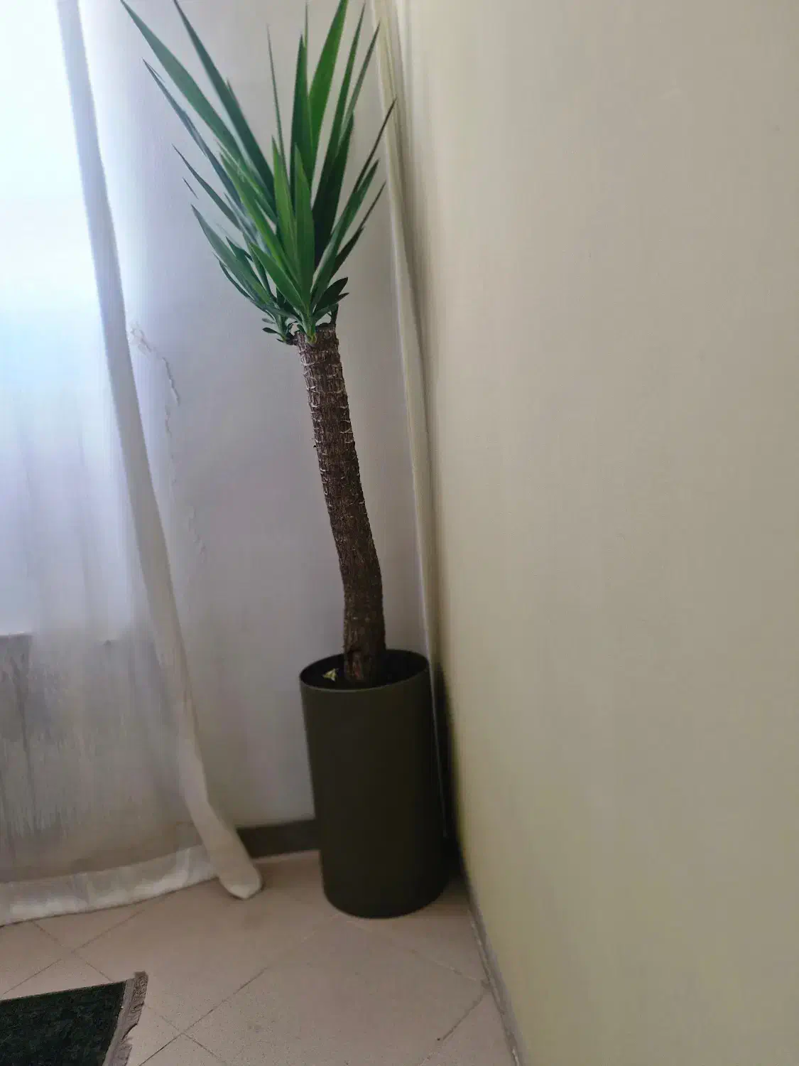 گیاه یوکا|گل و گیاه طبیعی|شیراز, محمودیه|دیوار