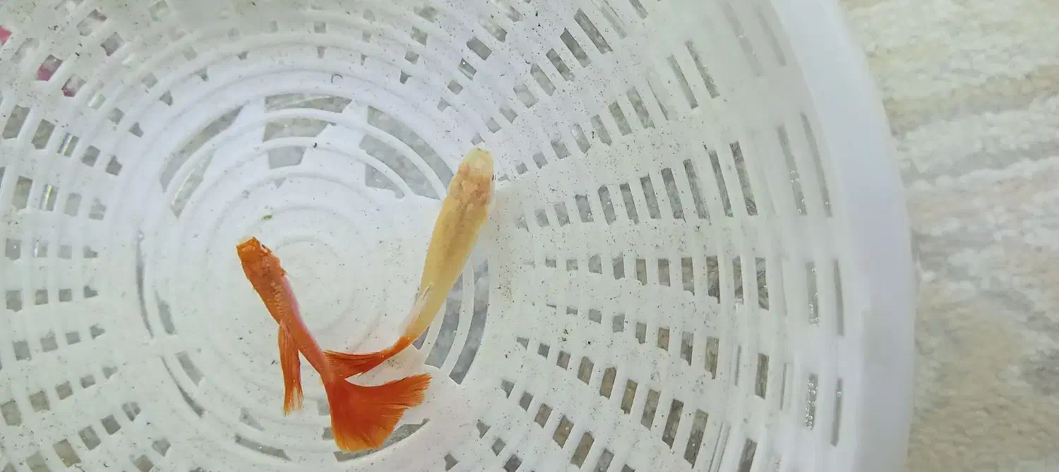 ماهی و بچه ماهی|ماهی|چهاردانگه (تهران), |دیوار