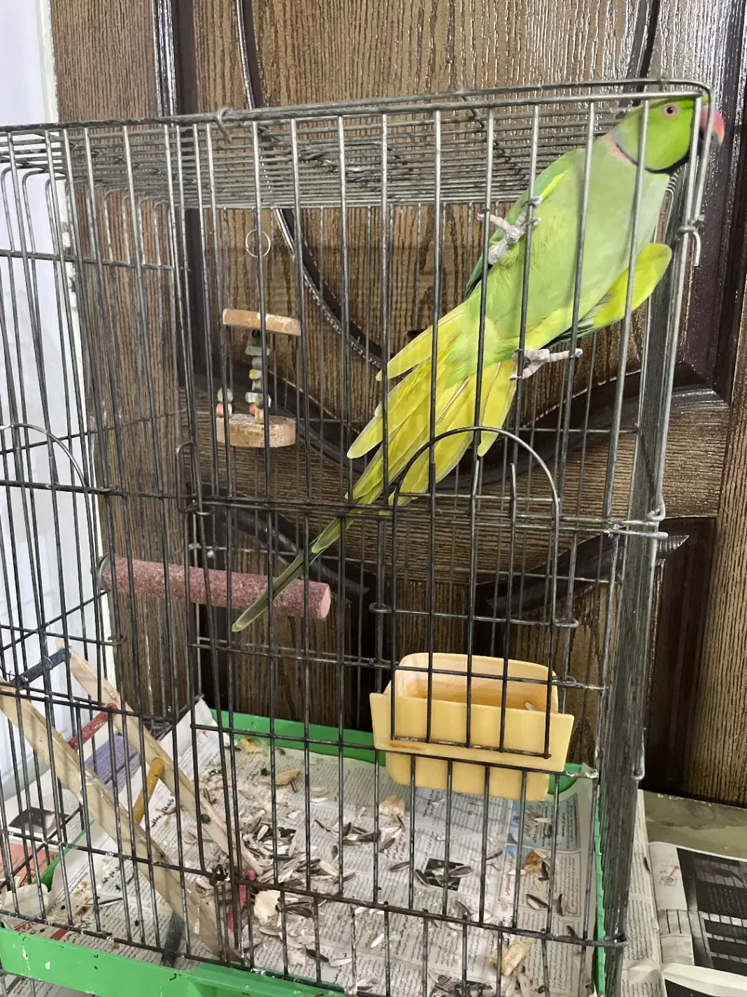 فروش طوطی خانگی سخنگو|پرنده|حمیدیا, |دیوار