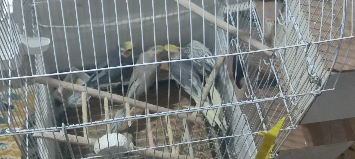 ۲جفت عروس هلندی|پرنده|چناران, |دیوار