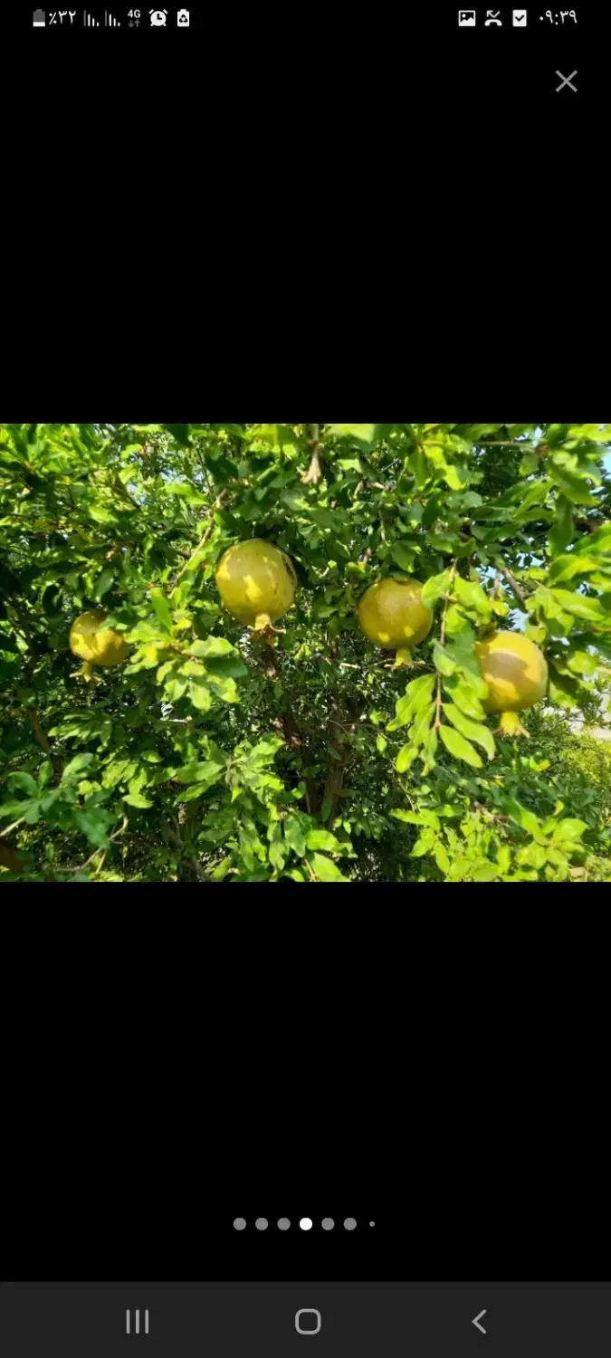 باغ ویلا|فروش خانه و ویلا|قاهان, |دیوار