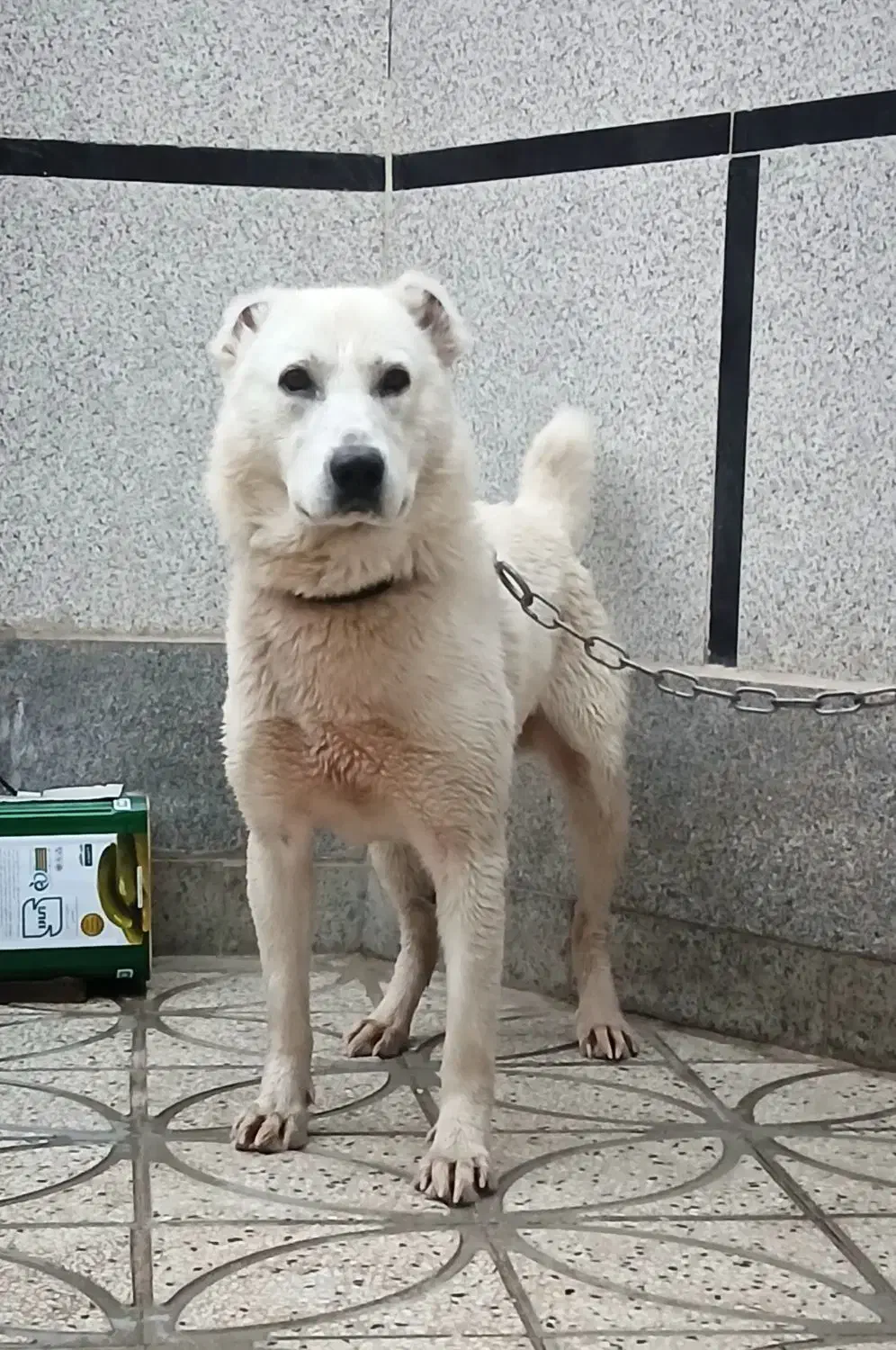 سگ آلابای|سگ|تهران, تهرانسر غربی|دیوار