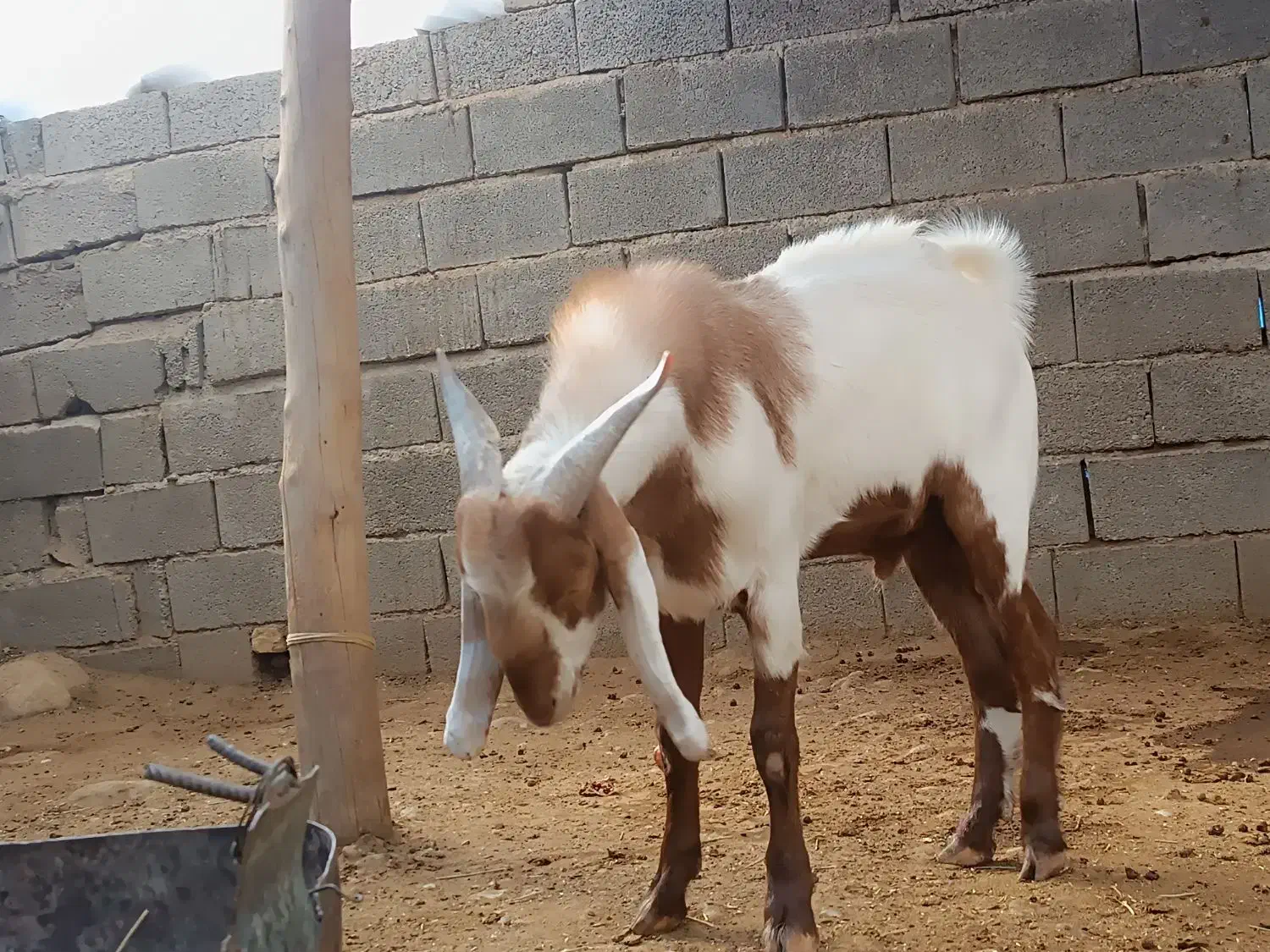 کهره نر پاکستانی|حیوانات مزرعه|داراب, |دیوار