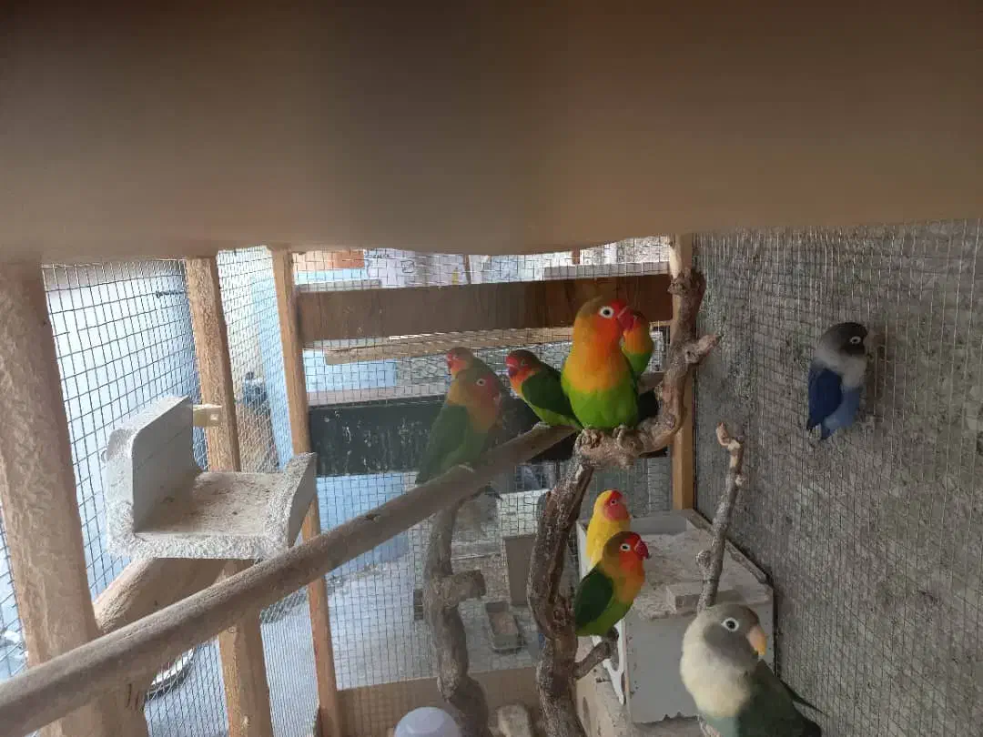 عروس و طوطی|پرنده|کازرون, |دیوار