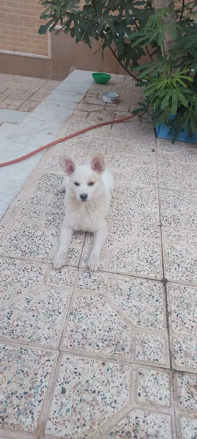 سگ معاوضه با طوطی|سگ|کرمان, |دیوار