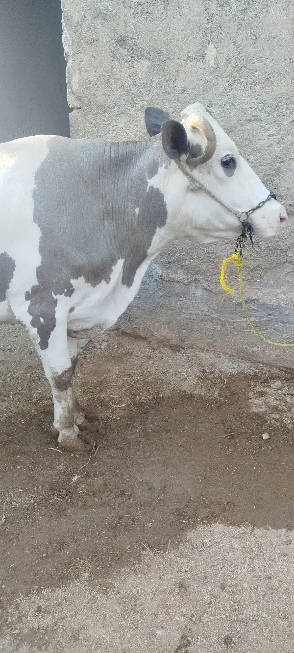 گاو سمینتال با گوساله نر سیمنتال|حیوانات مزرعه|شادگان, |دیوار