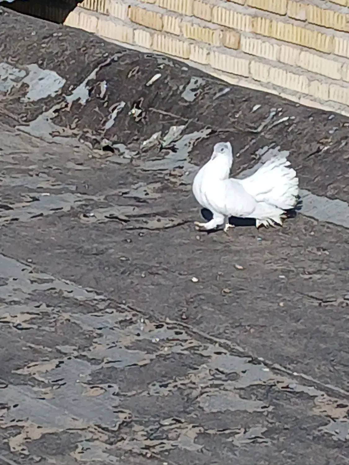 800000|حیوانات|دهدشت, |دیوار