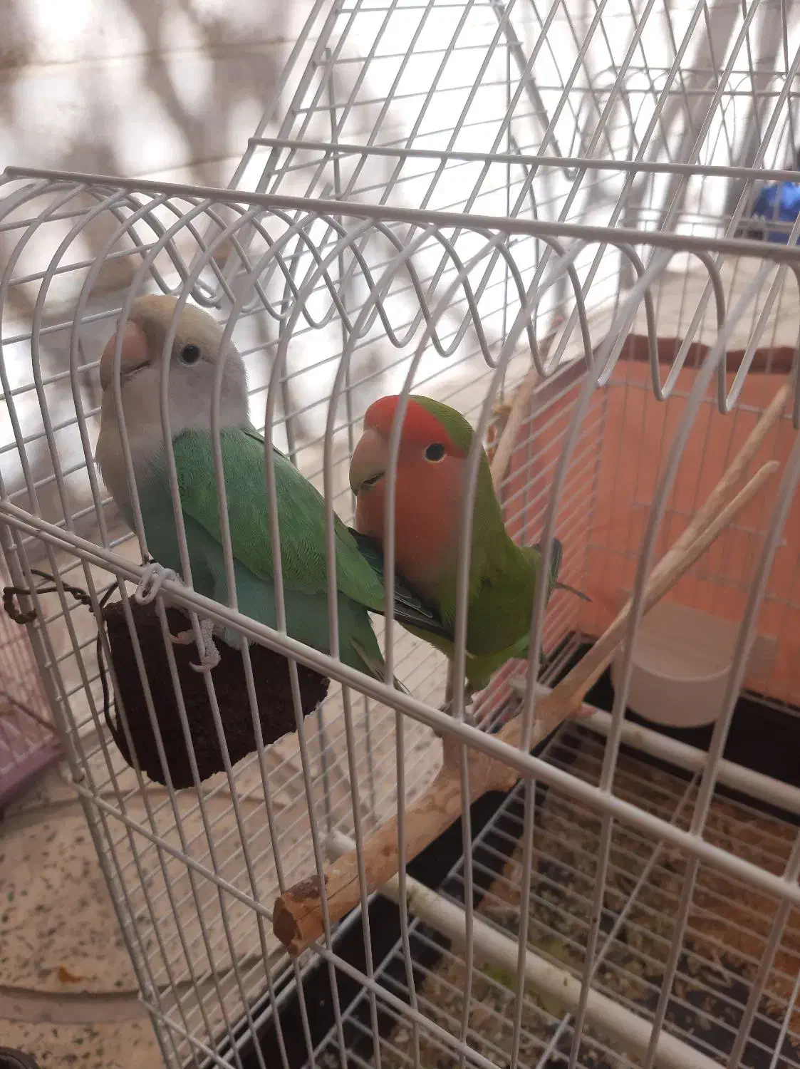 طوطی برزیلی|پرنده|گلستان (تهران), |دیوار