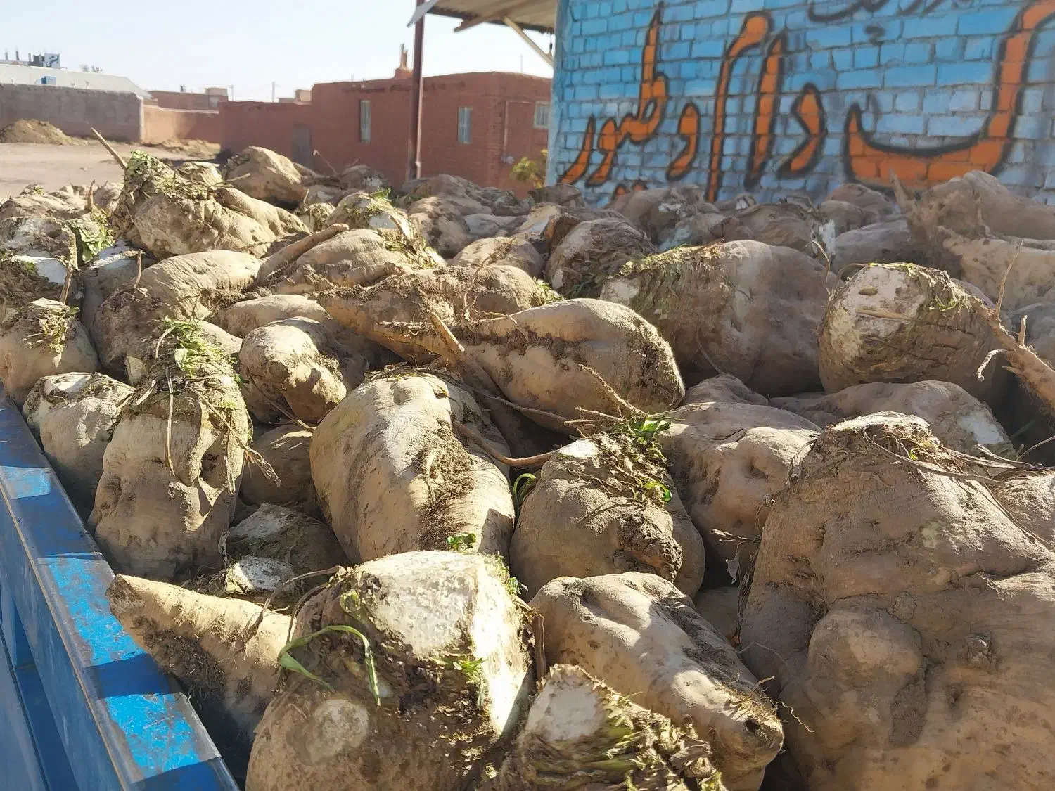 چغندر قندی. کاه و سبوس برنج|خدمات باغبانی و درختکاری|طاغنکوه, |دیوار